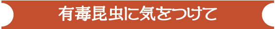 有毒昆虫に気をつけて