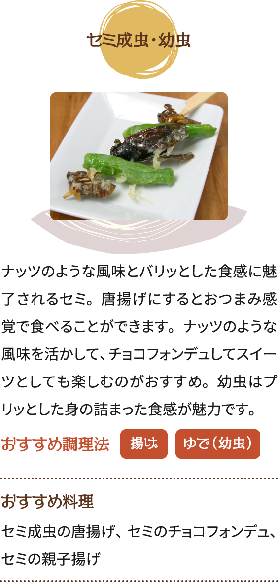 セミ成虫・幼虫