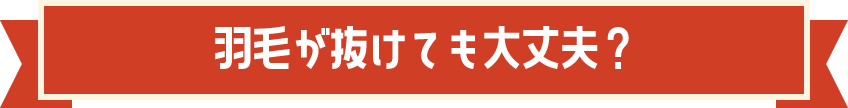 羽毛が抜けても大丈夫？